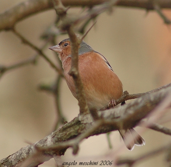 Fringuello Frinigilla coelebs